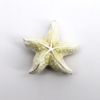 Picture of Kingspoint Designs Dream the White Starfish Mini Trinket Box