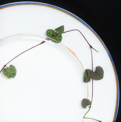 Picture of New Dinner Plate