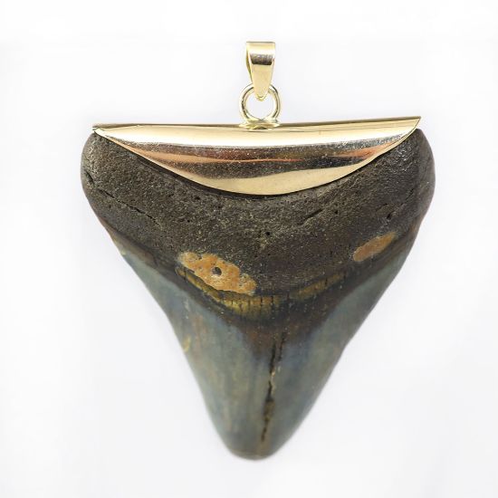 Picture of 14k Yellow Gold Shark Tooth Pendant
