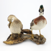 Picture of Taxidermy Wood Duck Pair – Drake & Hen Perched Mount