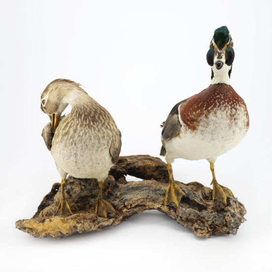 Picture of Taxidermy Wood Duck Pair – Drake & Hen Perched Mount