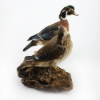 Picture of Taxidermy Wood Duck Pair – Drake & Hen Perched Mount