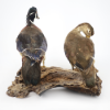Picture of Taxidermy Wood Duck Pair – Drake & Hen Perched Mount