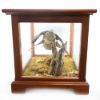 Picture of Taxidermy Twin Ducks Flying in Wooden/Glass Display Case
