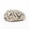 Picture of The Brain (2ozt)