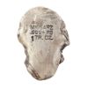 Picture of Skull And Snake